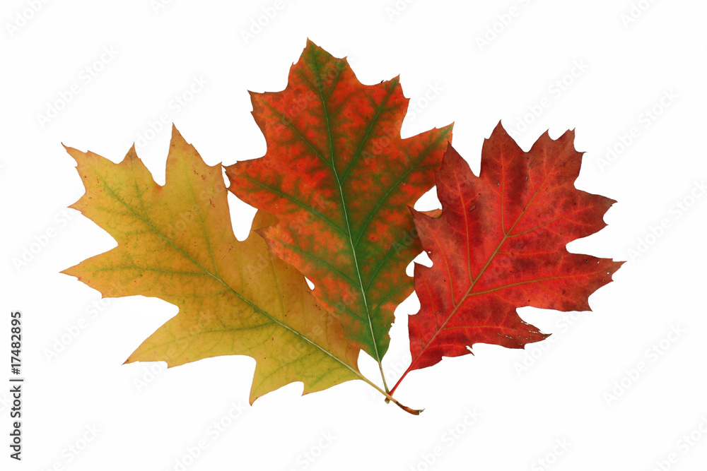 Fototapeta premium Autumn leaves