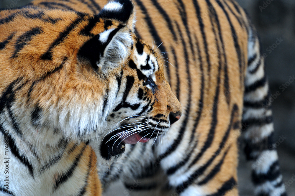 Fototapeta premium Tiger