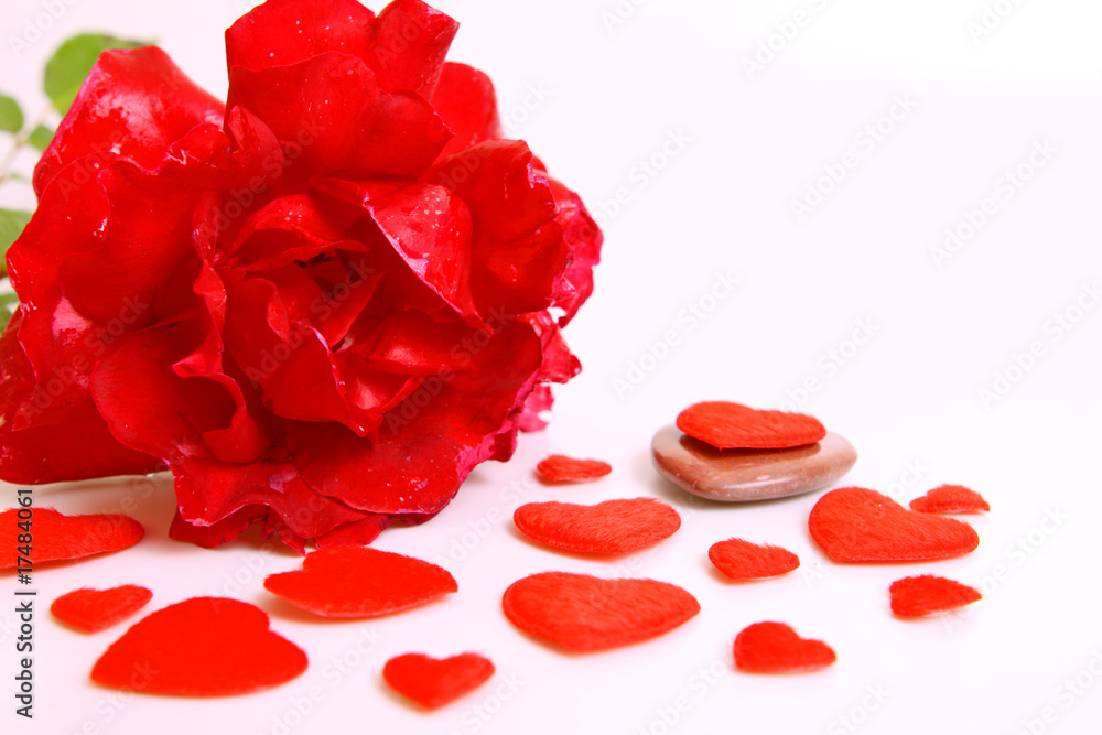 rose,herz rose,herz