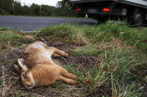 Roadkill, Hare 05 photo