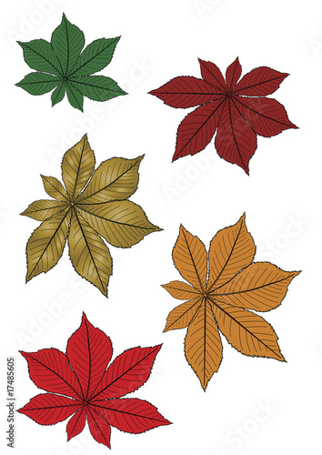 single isolated leafs in different colours or seasons