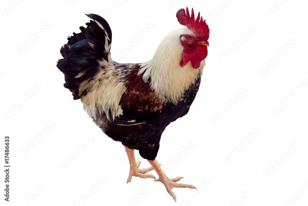 Fototapeta premium gallo