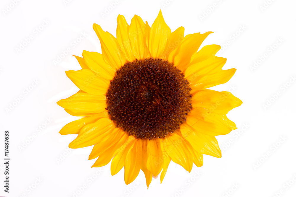 Fototapeta premium sonnenblume ,hintergrund