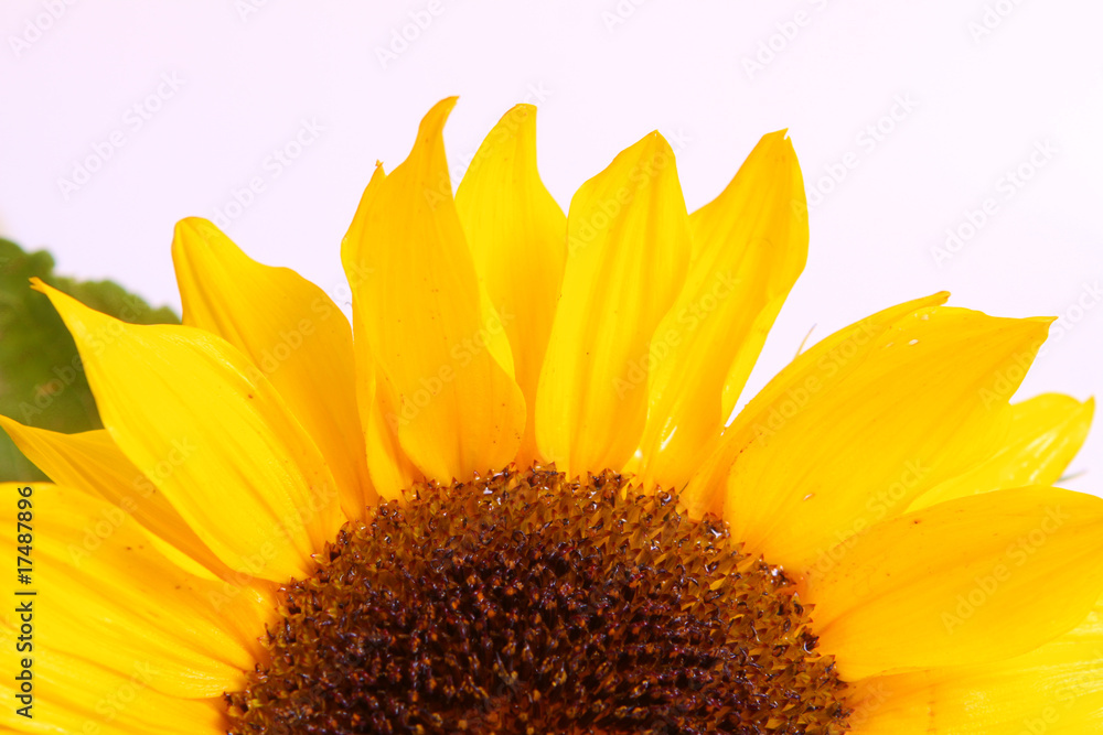 Obraz premium sonnenblume