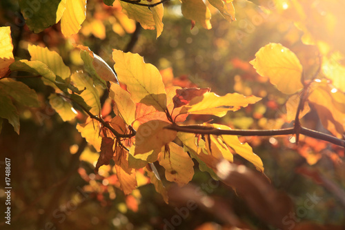 Herbstlicht - autumn light