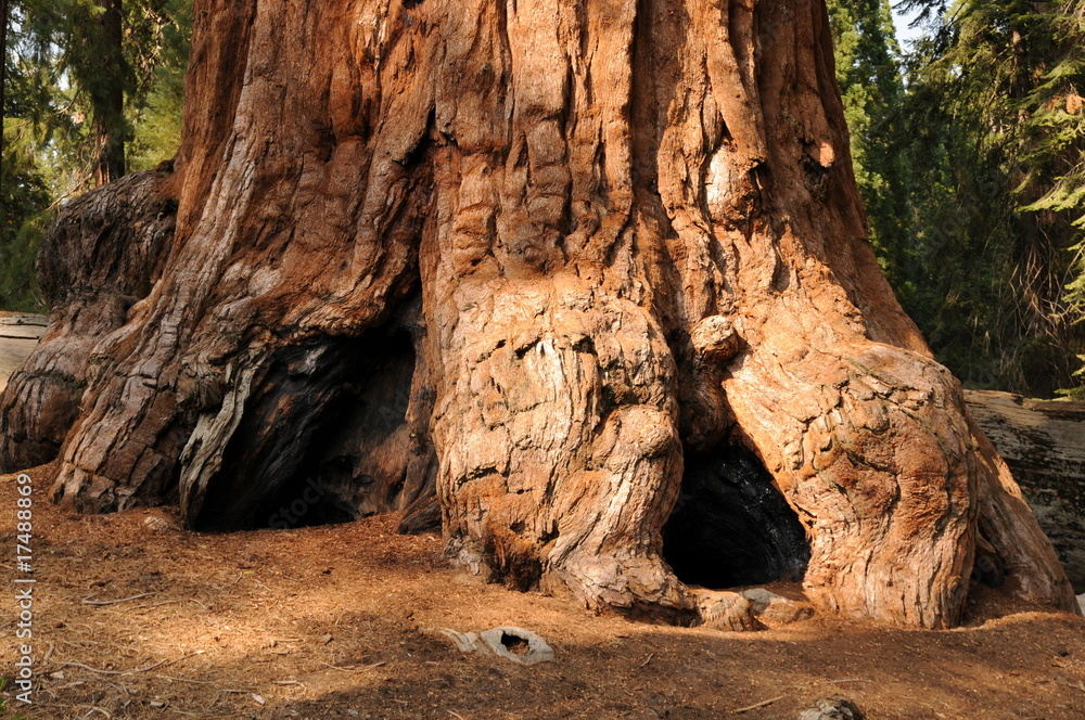 Sequoia Nationalpark, California, USA