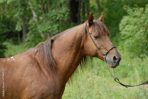 Portrait of a beautiful Red hack stallion © Dotana