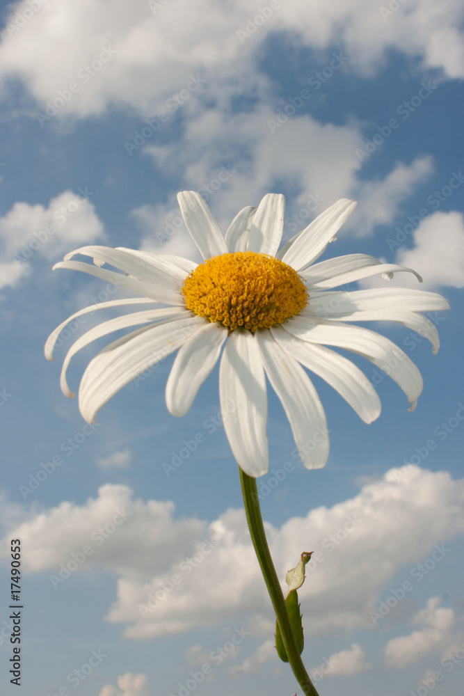 Leucanthemum superbum 'Silberprinzesschen', Asteraceae Leucanthemum superbum 'Silberprinzesschen', Asteraceae