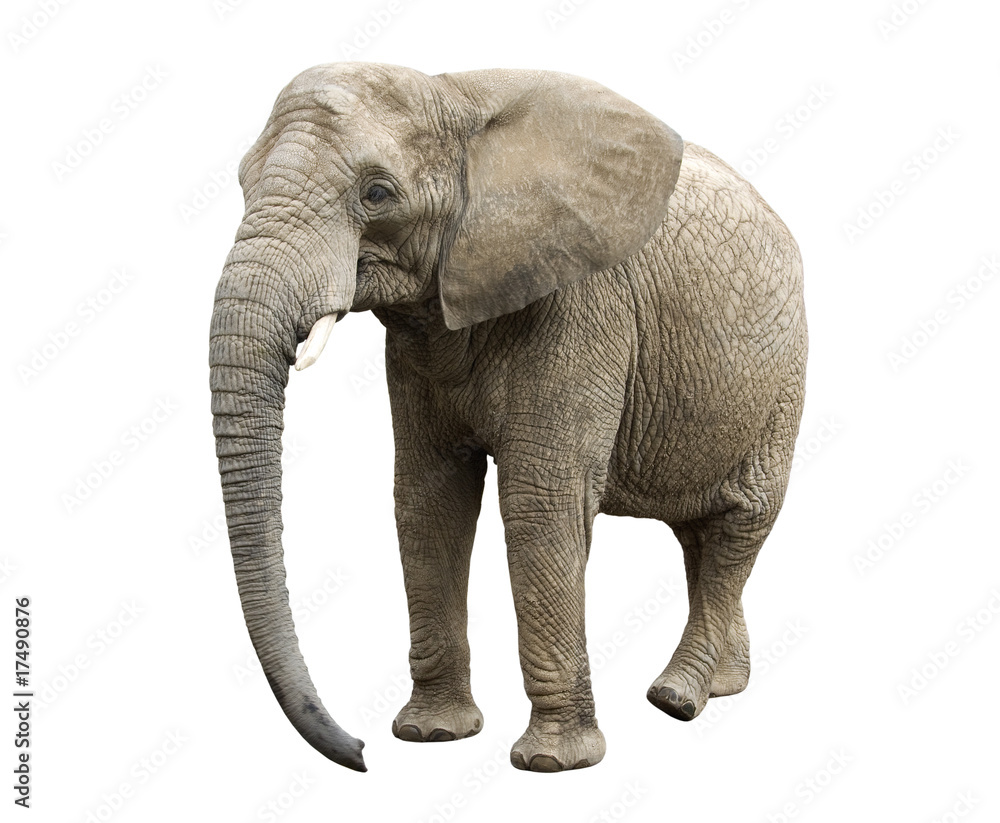 African elephant with clipping path