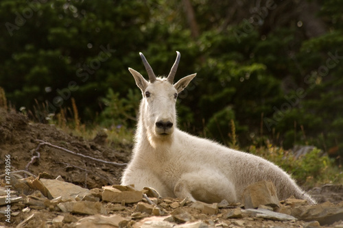 Mountain goat in Glacier National park, Montana © Natalia Bratslavsky