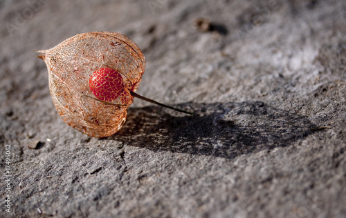 physalis photo