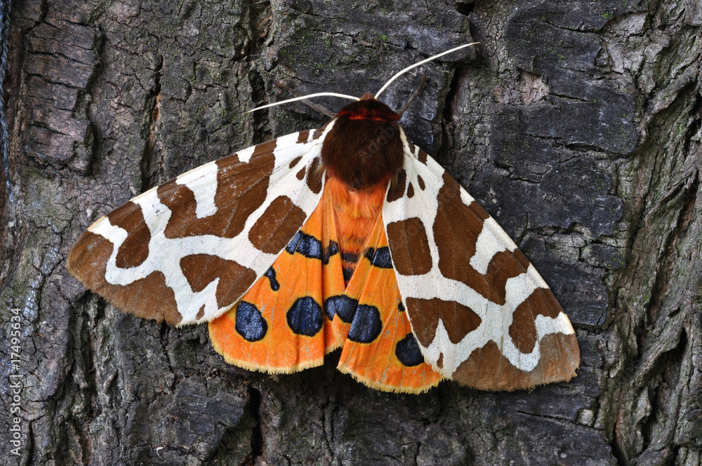 Fototapeta premium Tiger Moth