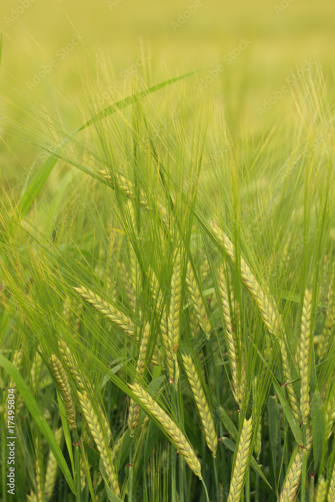 corn - natural background texture corn - natural background texture