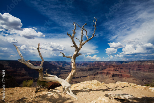 Grand Canyon Tree © Scott Griessel