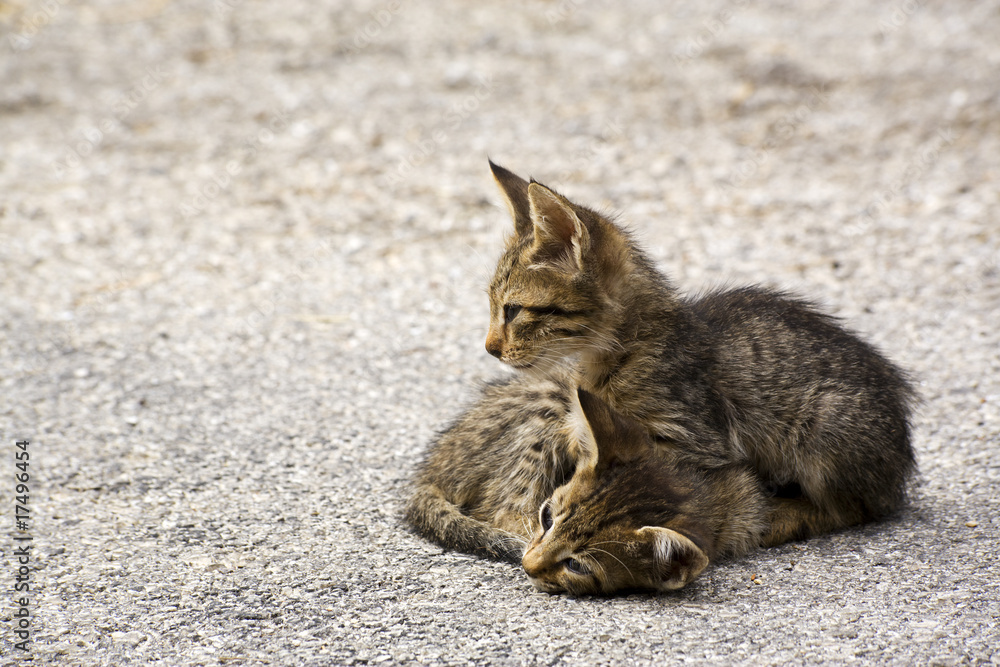 frei lebende katzenbabys auf der Strasse, griechenland frei lebende katzenbabys auf der Strasse, griechenland