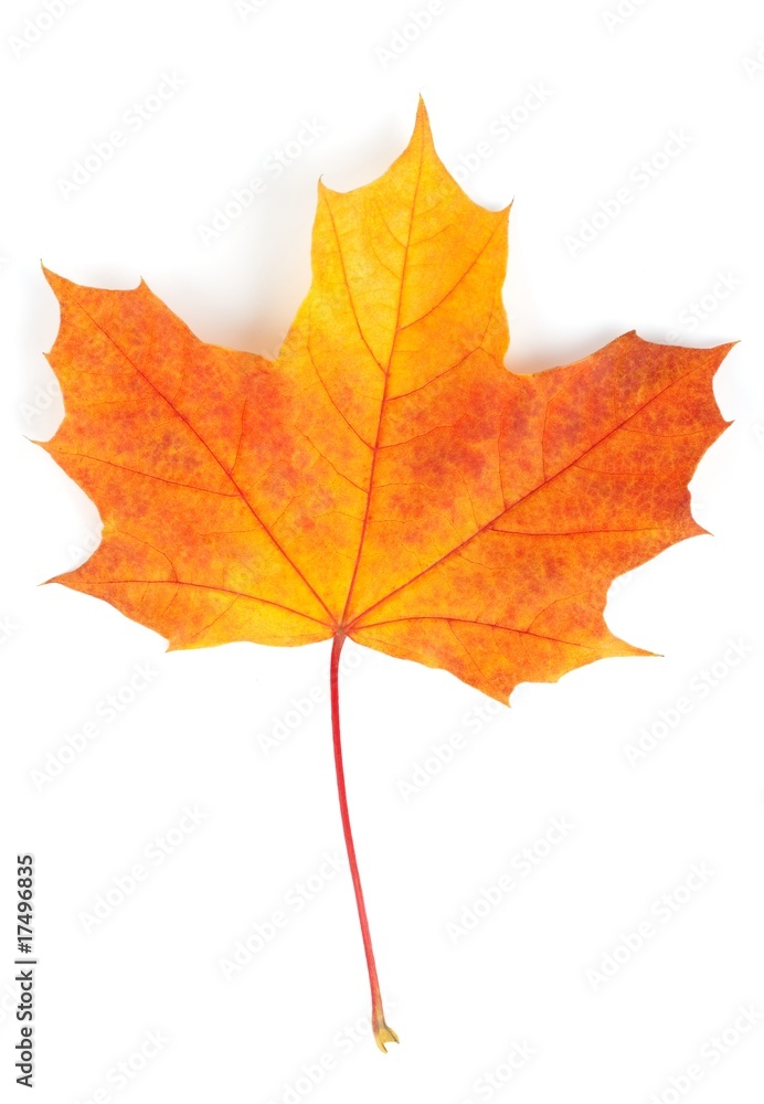 Autumn leaf