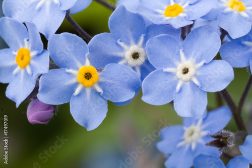 forget-me-nots © Anatol