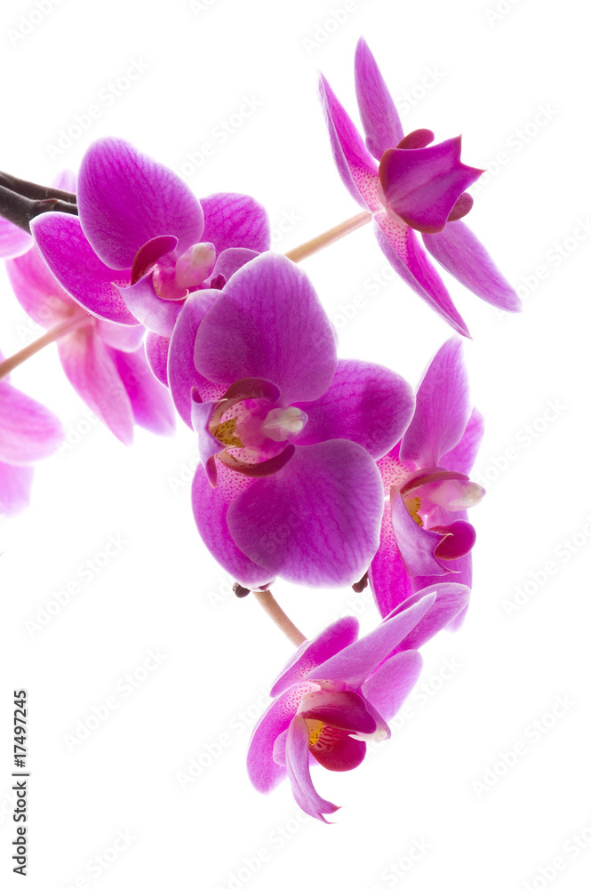 orchid orchid