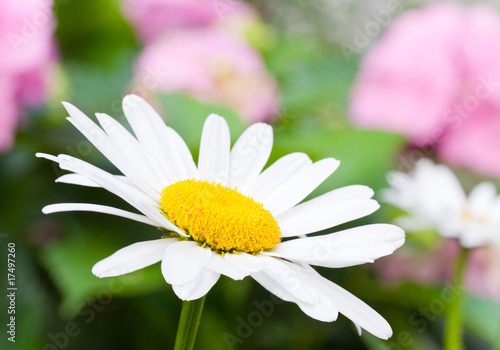 Summer blossoming white daisy flower  close-up 