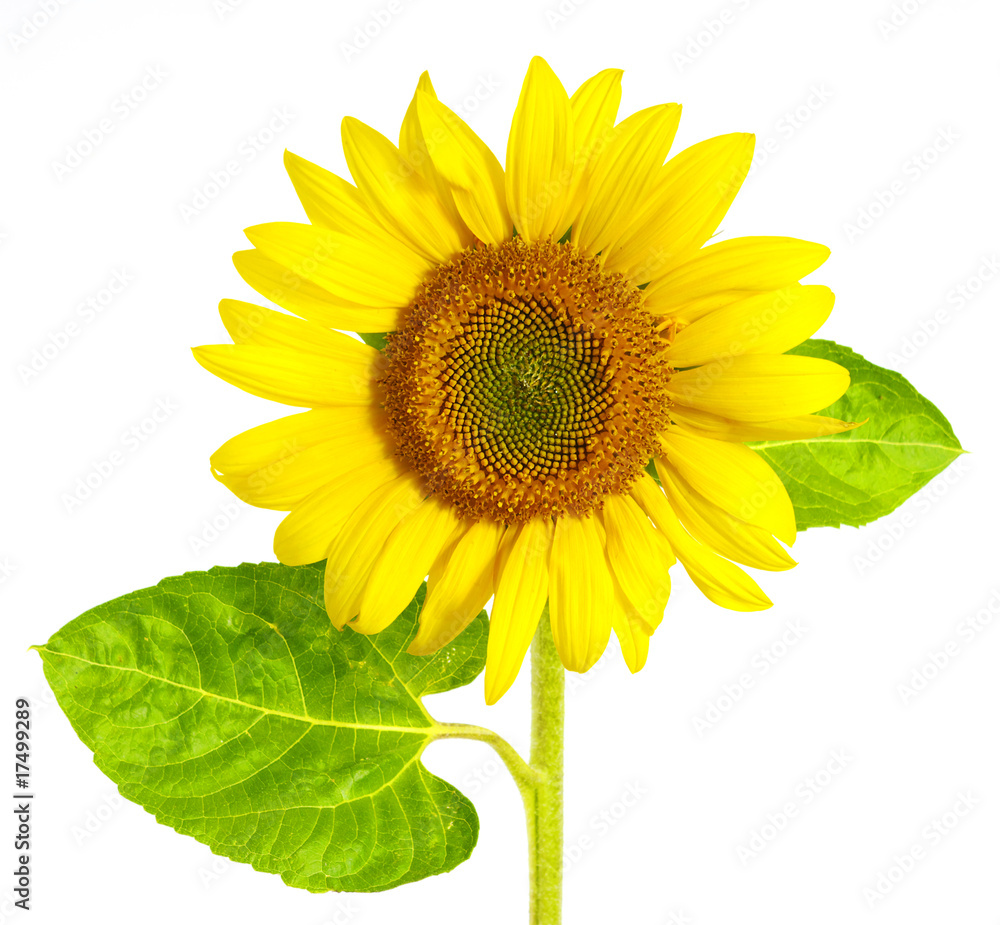 Obraz premium sunflower on white