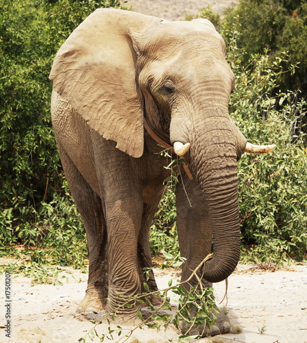 Photography Elephant