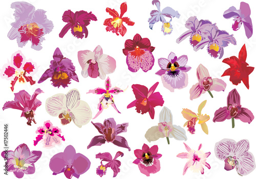 twenty nine red orchids