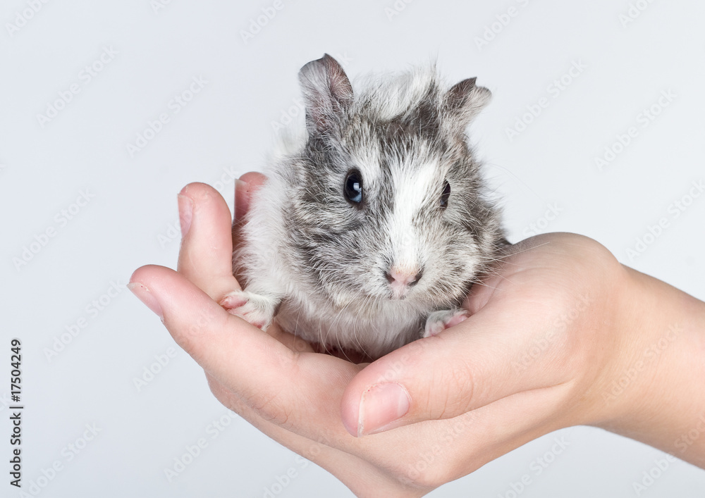 kleines Meerschweinchen kleines Meerschweinchen