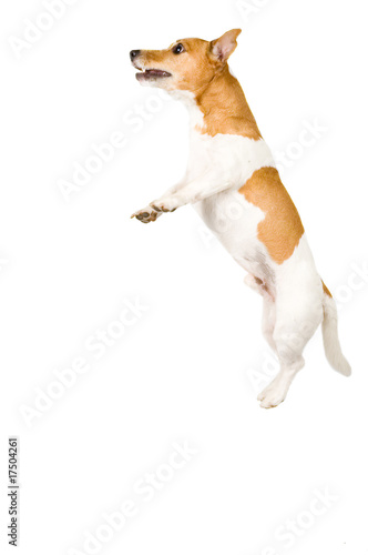 jack russel is jumping high