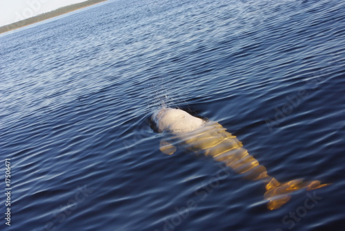 Fotografering White whale