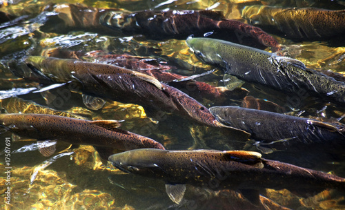 Multi-colored Salmon Spawning Up River Issaquah Creek Washington