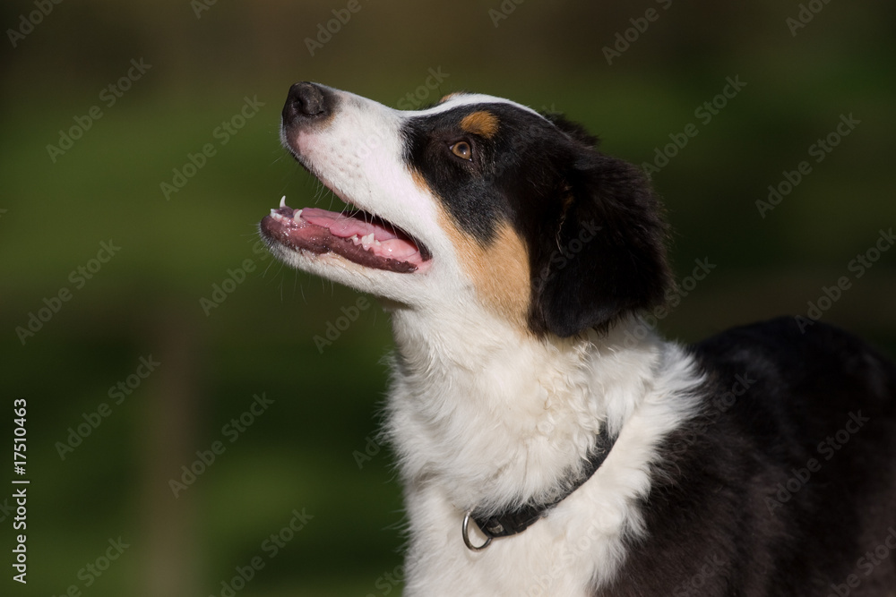 Australian Shepherd Welpe