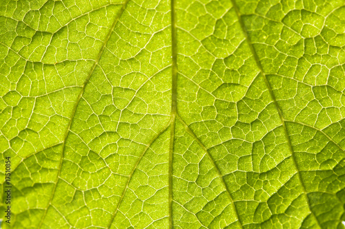 Macro view of green leaf