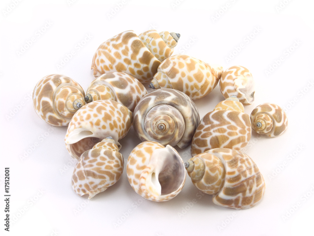 shells on a white background shells on a white background