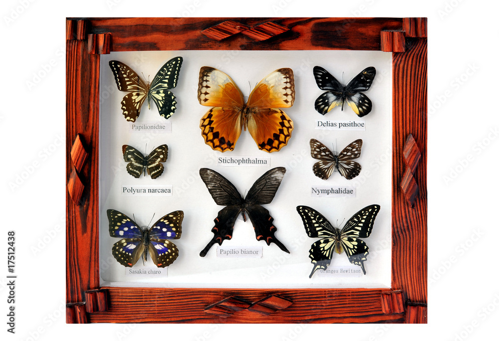 Obraz premium A framed and mounted collection of butterflies