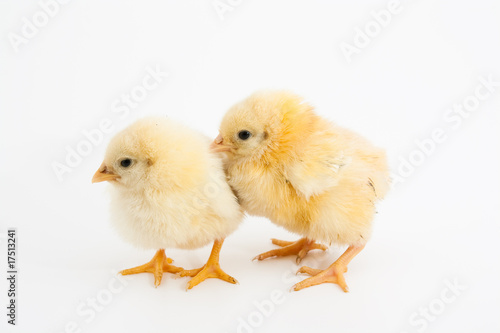two cute chicks