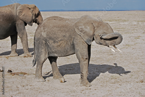 Elefant mit Jungtier photo