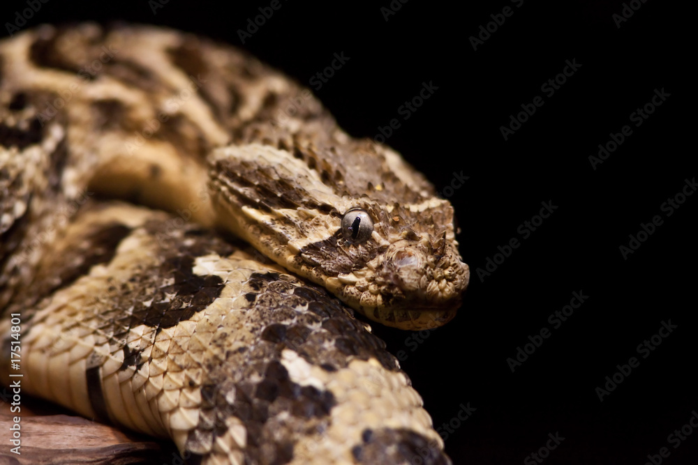 Rattlesnake Rattlesnake