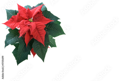 Poinsettia on white background