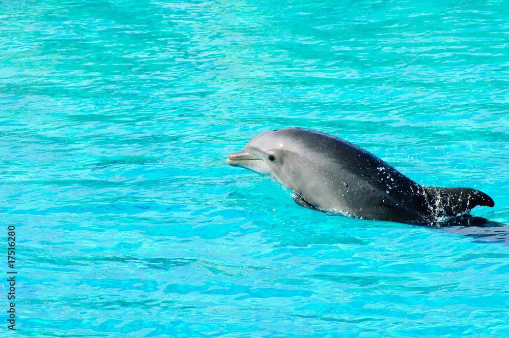 Fototapeta premium Dolphin swimming in a pool