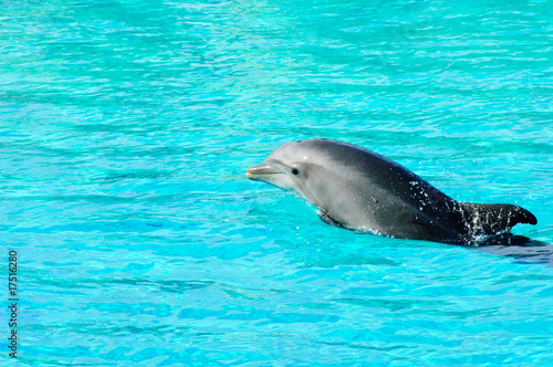 Dolphin swimming in a pool