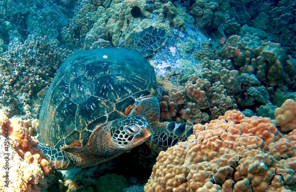 Fototapeta premium Green Sea Turtle