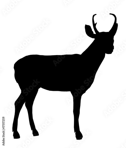 Deer Illustration Silhouette