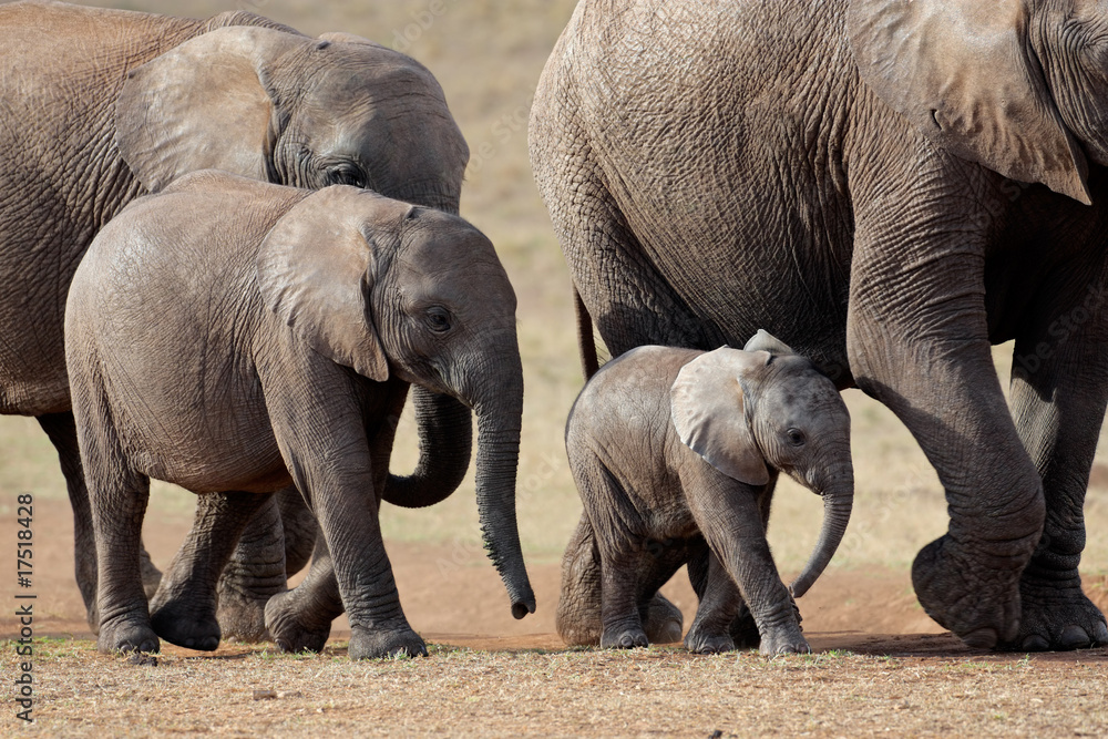 Fototapeta premium African elephant herd, South Africa