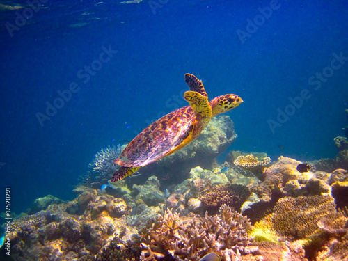 Fototapeta Naklejka Na Ścianę i Meble -  Hawksbill Turtle swiming like flying