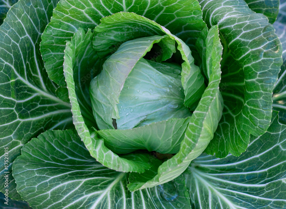 Obraz premium white cabbage