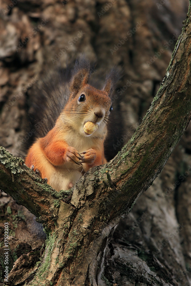The squirrel with an acorn. The squirrel with an acorn.