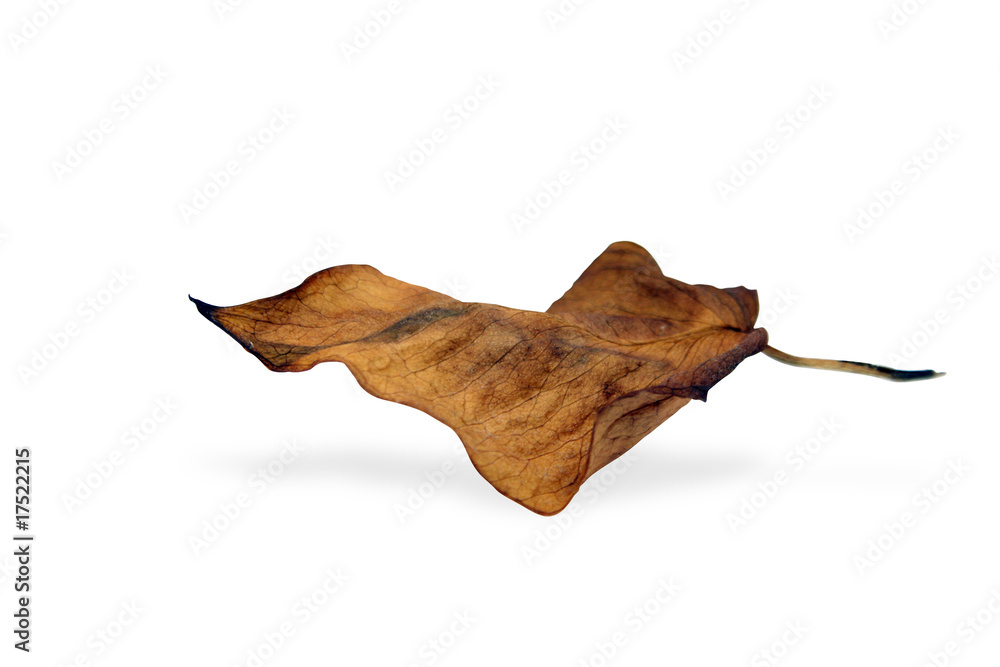 Naklejka premium Blatt im Herbst