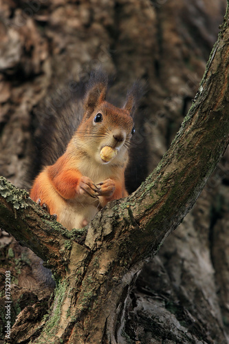 The squirrel with an acorn. © Romano72