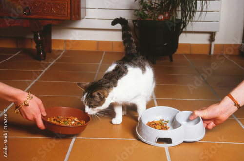 chat hésitant entre deux sortes d'aliments pour animaux photo