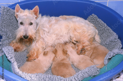 maman scottish terrier allaitant sa portée chiots photo